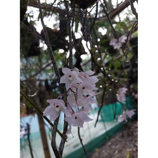 Hoàng thảo hương vani _ hàng rừng