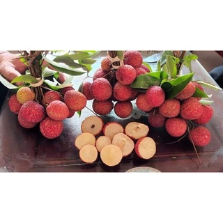Cây giống Vải không hạt. [ siêu sớm trái cây bầu lớn ].