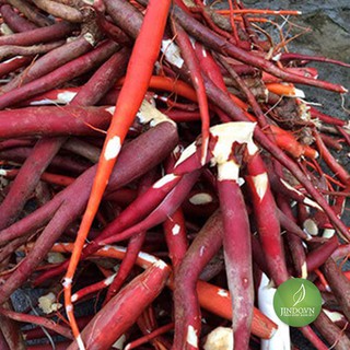 Sâm cau đỏ (1kg tươi) - VTT036