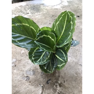 Caykiengsadec cây công xanh + tặng phân bón