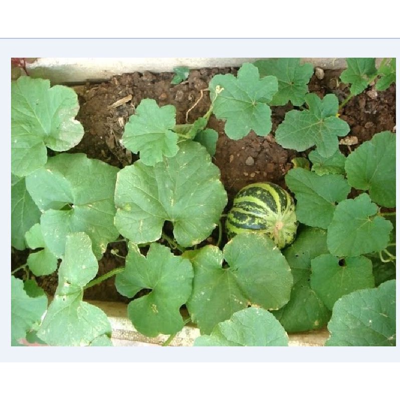 Viper 50EC 100ml là chế phẩm thuốc diệt côn trùng có công dụng diệt muỗi, ruồi, kiến, gián, bọ chét, sâu ăn lá, ve chó