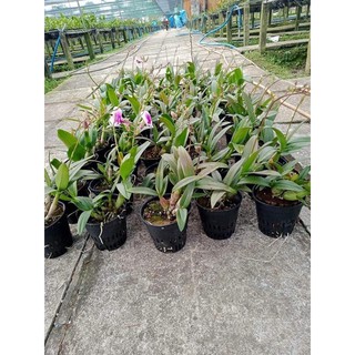 Hoa lan yaya mini cây đang nụ và hoa