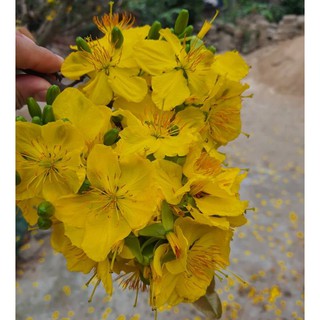 Hạt giống hoa mai vàng 25 hạt ( tặng kèm 3 viên nén kích thích ươm hạt )