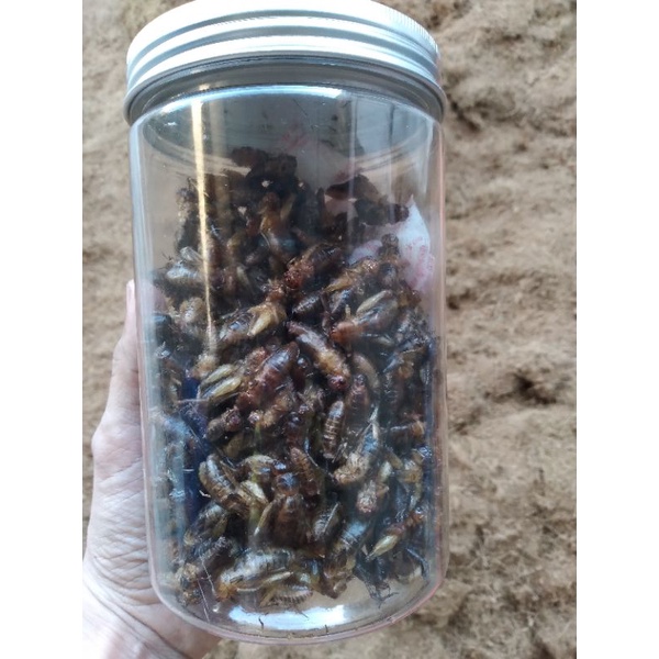 DẾ SẤY KHÔ 100 GRAM