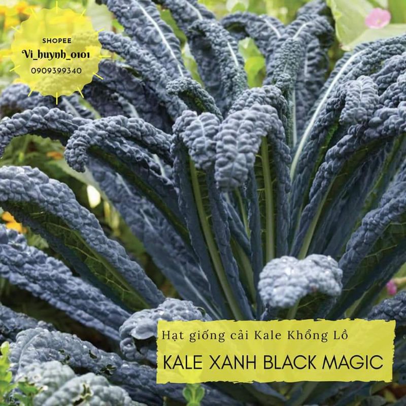 COMBO 100 hạt giống cải Kale mỹ mix 5 loại kale ngon nhất, dễ ăn và dễ trồng cho người mới bắt đầu
