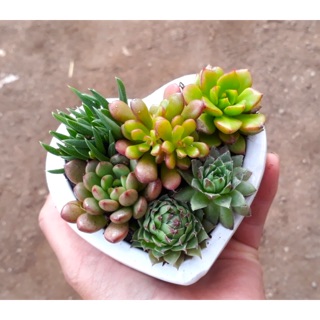 SEN ĐÁ TIỂU CẢNH GIÁ RẺ ĐẸP - TẶNG CHẬU