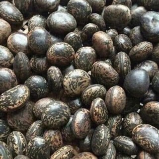 Hạt đậu lào 5k 1 hạt bán từ 10 hạt