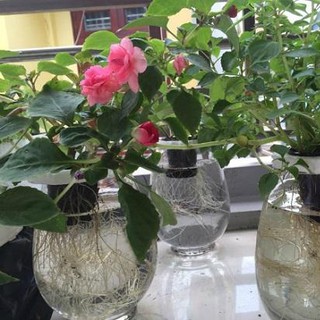 Dung Dịch Thủy Canh HYDROPONIC 100ML