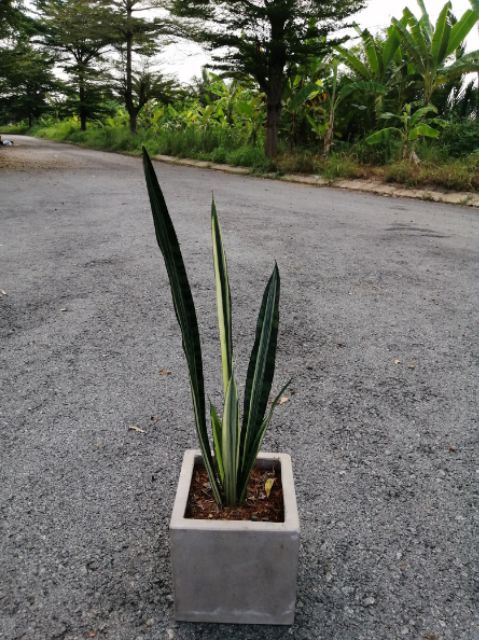 CÂY LƯỠI HỔ TRẮNG (Hàng mới, thái lan)-   white sansevieria ‘bantel’s sensation’