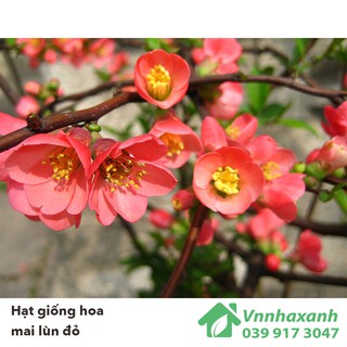 Hạt Giống Hoa Mai Lùn Đỏ