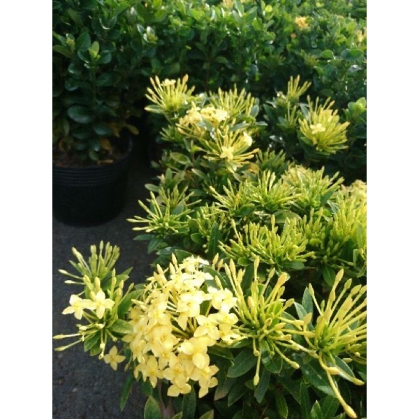 Cây trang thái hoa vàng