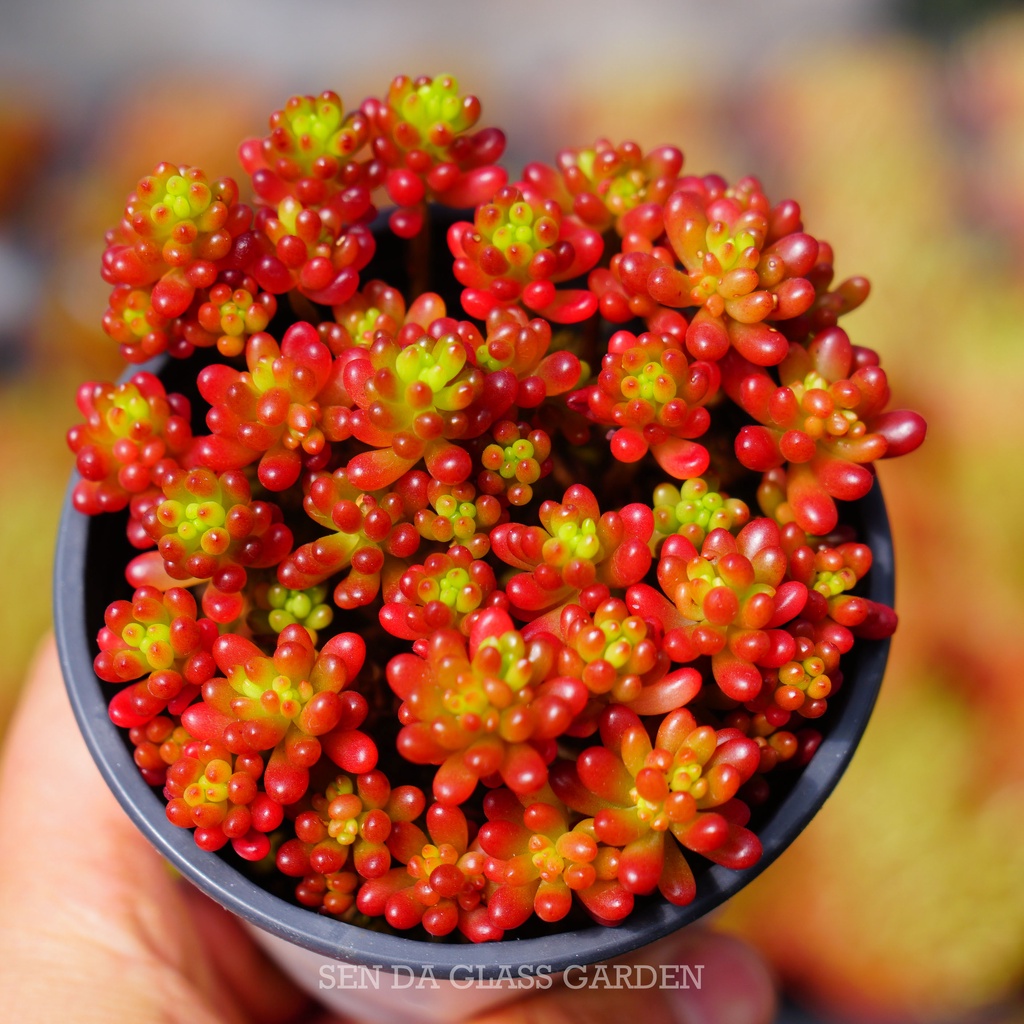 Sen Đá SEDUM MINIMI chậu 7cm GLASS GARDEN , siêu đẹp, màu giống hình, Hàng Thuần Khí hậu Đà lạt, Lỗi 1 đổi 1
