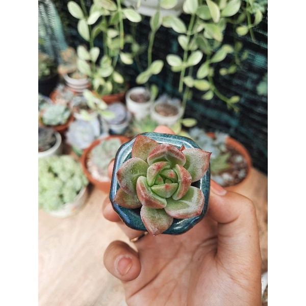 sen đá pha lê🌵hư 1 đổi 1