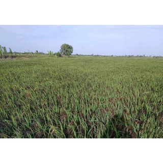 1kg Nếp Cẩm