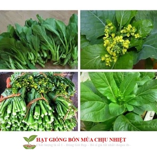 Hạt giống Cải Ngồng MậP 300 Hạt