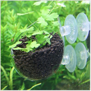 Cốc thuỷ tinh trồng cây thuỷ sinh