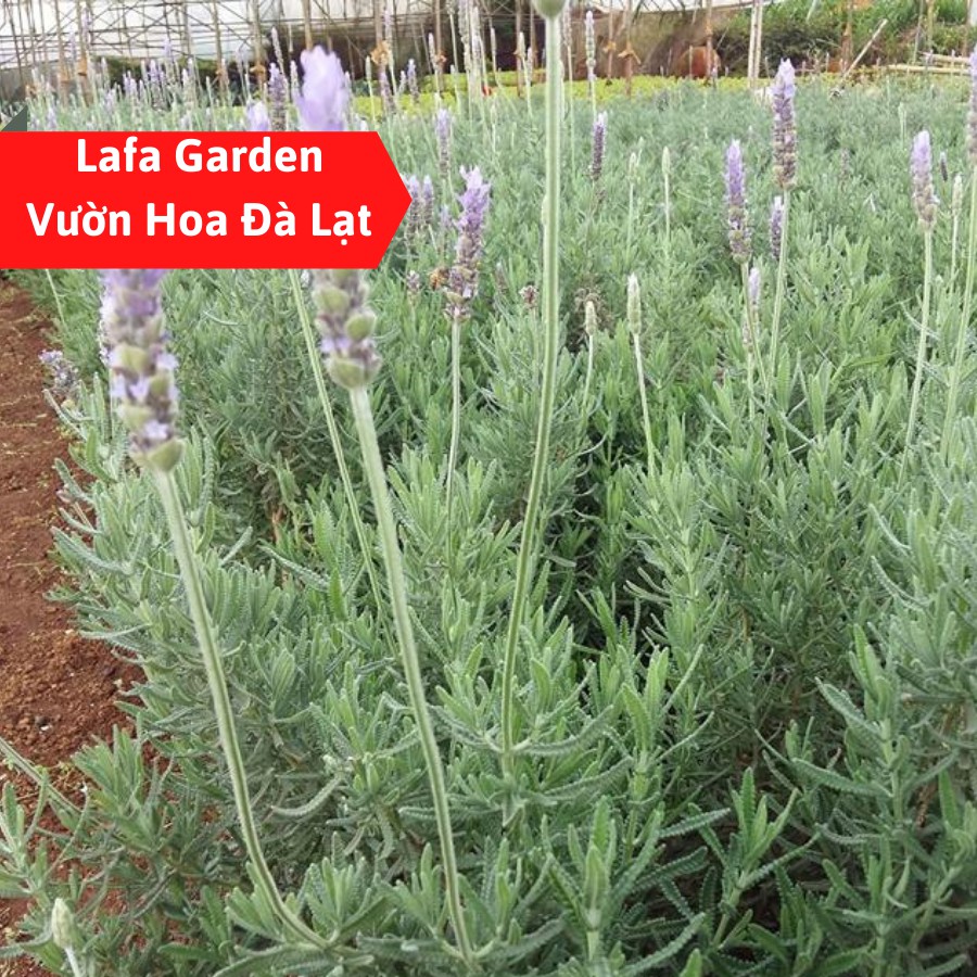 Hạt giống hoa lavender, gói 20 hạt hoa lavender màu tím chịu hạn tốt