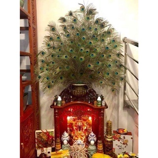 Lông công phong thủy (xả kho)