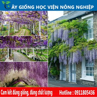 cây hoa leo tử đằng