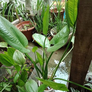 Cây bách thủy tiên ( cây lan nước)
