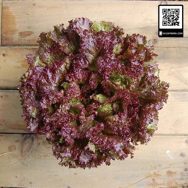 [Bán sỉ] - Hạt giống xà lách xoăn tím (xà lách tím - xà lách lolo tím)
