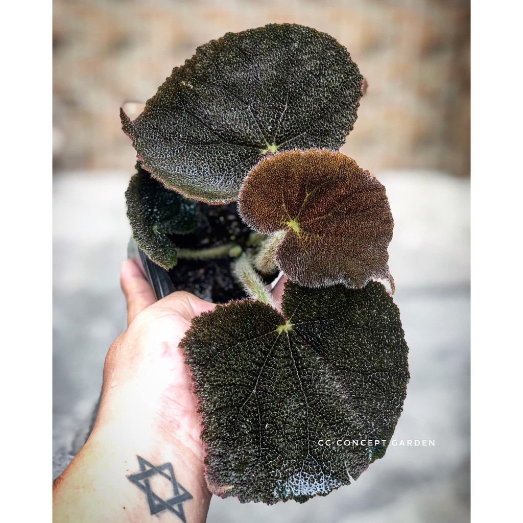 Cây Begonia Đen