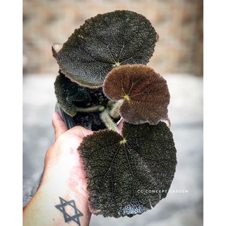 Cây Begonia Đen