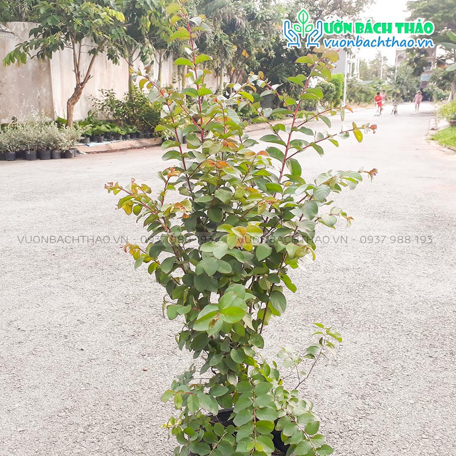 Cây tường vi hoa đỏ trồng sân vườn