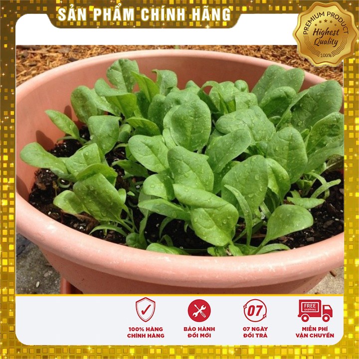 Hạt Giống Rau Cải Bó Xôi Chịu Nhiệt ( 20 gram)