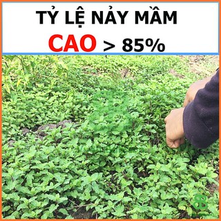 Hạt Giống Rau Húng Lủi (Bạc Hà Âu) 0,2G