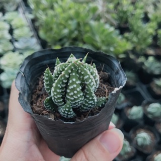 Sen đá móng rồng cúp