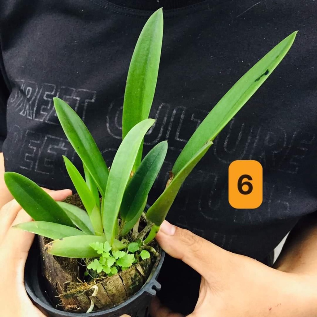 Brass chim lữa chậu f12 trưởng thành rất nhiều giả hành siêng hoa