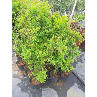 Cây Lựu Đỏ Ấn Độ ( Ra trái sớm 18 tháng cho trái).