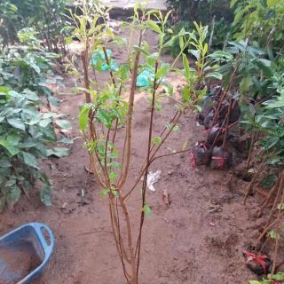 Combo cây giống  lựu đỏ ấn độ