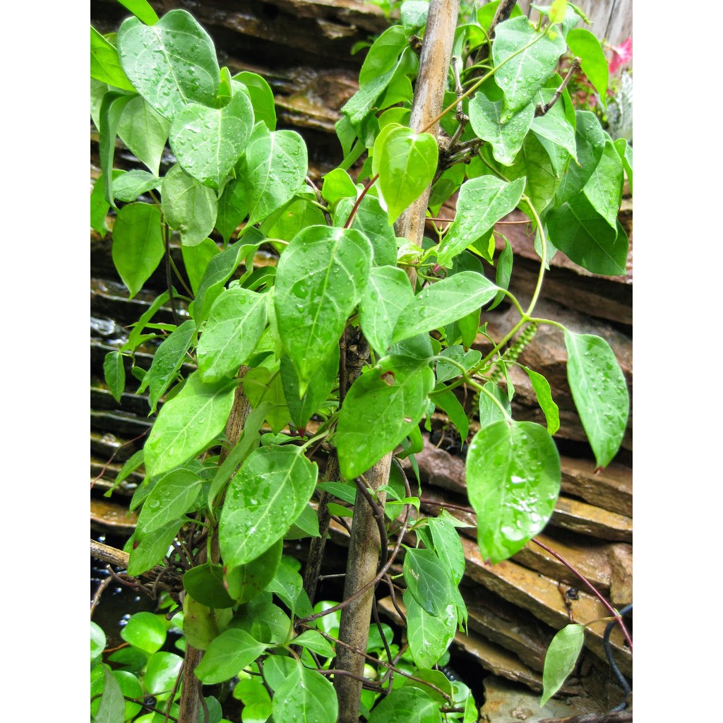 Lá Giang Khô đặc sản Tây Ninh 50g nguyên liệu nấu thơm lừng