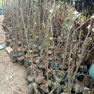 Táo  đỏ giống mỹ  f1