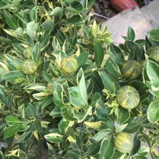 Cây tắc sọc ( tắc cẩm thach)