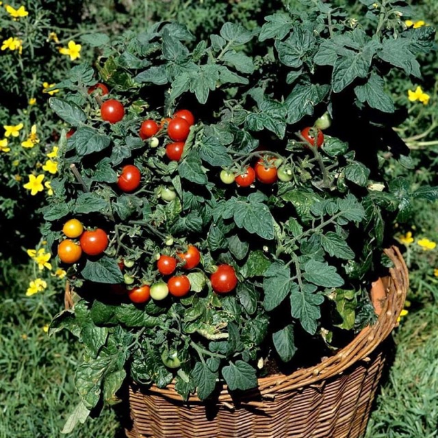 Hạt Giống Cà Chua Kiểng Lùn (Red Mini Dwaft Tomato)