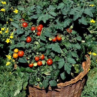 Hạt giống cà chua kiểng lùn F1