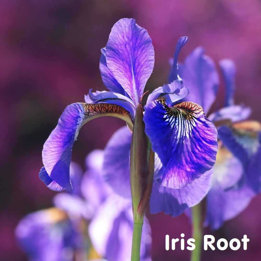 Tinh dầu hoa Diên Vĩ Iris Root Essential Oil (Orris)