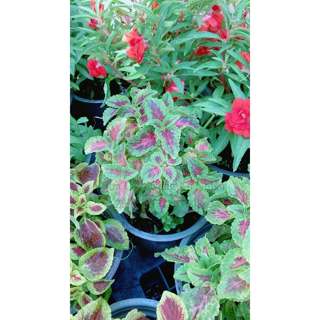 Chậu Cây Lá Gấm