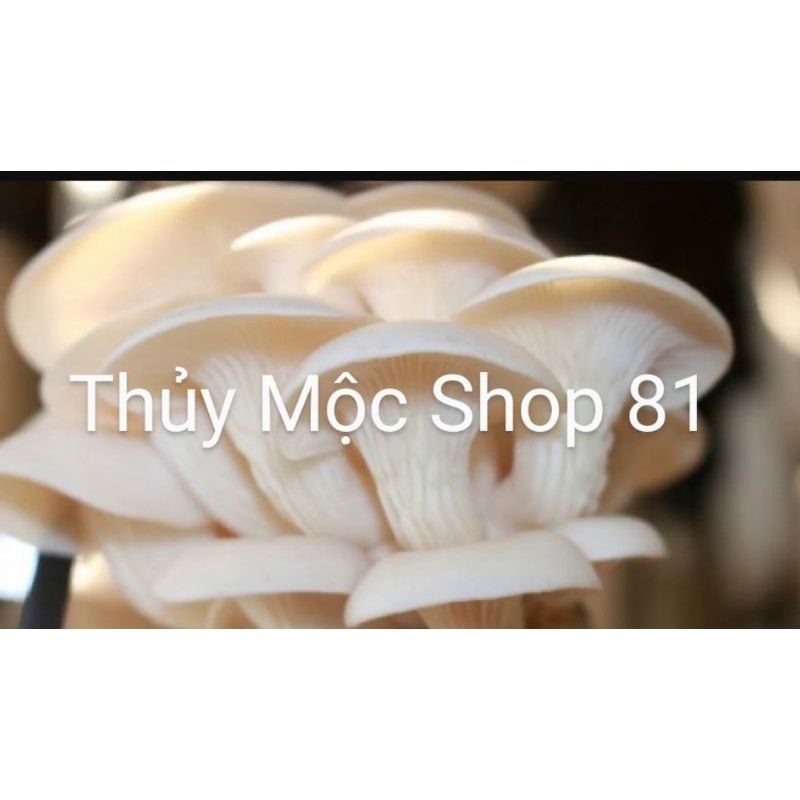 1Kg NẤM BÀO NGƯ TRẮNG