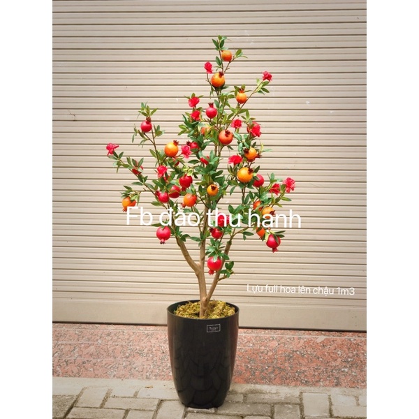 cây lựu giả(full hoa)lên chậu 1m3(kèm chậu)