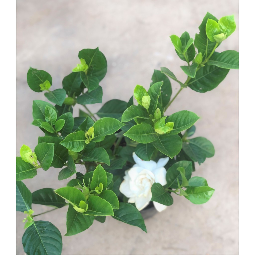 Cây Bạch Thiên Hương hoa thơm