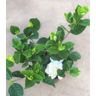 Cây Bạch Thiên Hương hoa thơm