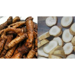 1kg Củ Gai Tươi , - An Thai ( Củ Tươi Mới Đào )