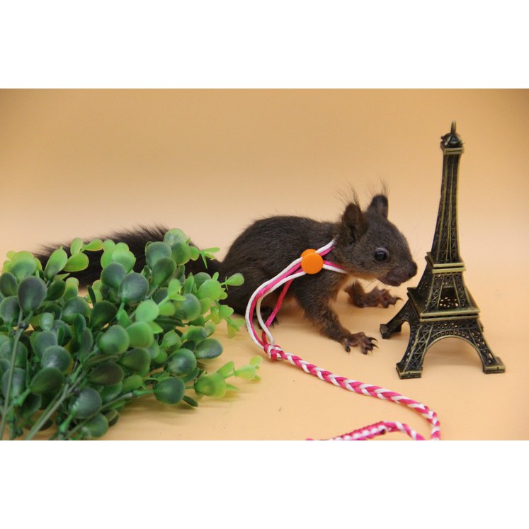 dây dắt hamster - sóc - thỏ - bọ bằng vải