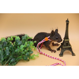 dây dắt hamster - sóc - thỏ - bọ bằng vải