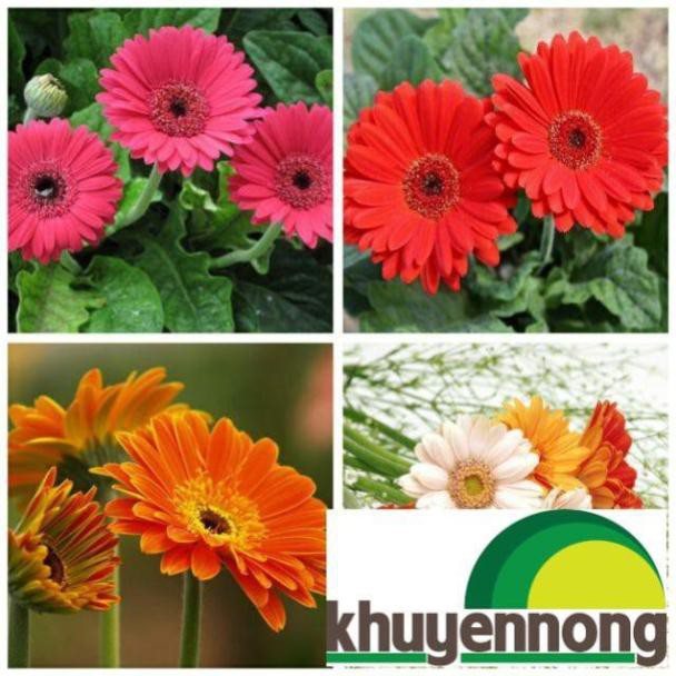 Gói 30 hạt giống hoa đồng tiền