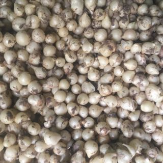 NÉN (HÀNH TĂM) COMBO 10KG/450K